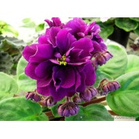 Фиалка Ален-Гордый Великан (А.Вольская)